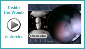 Inside the Womb - 6 Weeks