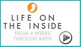 Life on the Inside - 4 Weeks to Birth